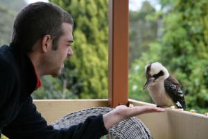 Aidan feeding the friendly kookaburra at Mt Tamborine fs